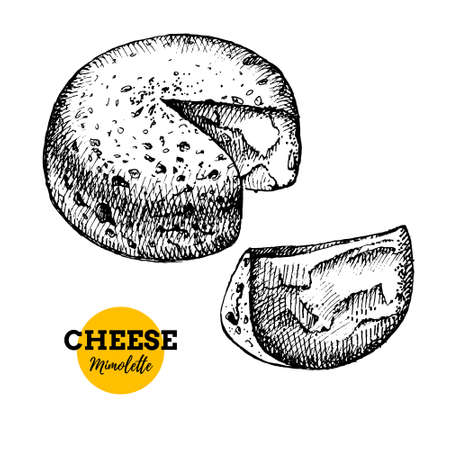 Hand drawn sketch cheese mimolette background. Vector illustration of natural milk foodsのイラスト素材