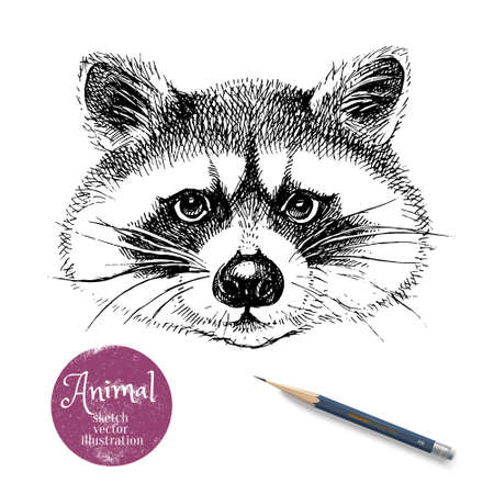 Hand drawn sketch raccoon head illustration. Isolated cute portrait on white backgroundのイラスト素材