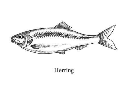 Hand drawn sketch fish herring. Vector black and white vintage illustrationのイラスト素材