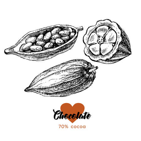 Hand drawn sketch cocoa chocolate product set. Vintage vector illustration of natural healthy foodのイラスト素材