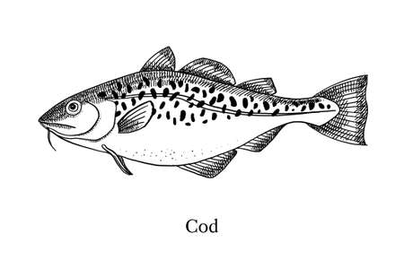 Hand drawn sketch fish cod. Vector black and white vintage illustrationのイラスト素材