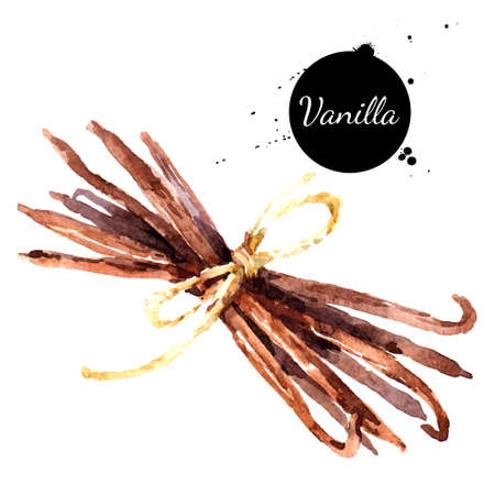 Hand drawn sketch watercolor vanilla spice. Painted isolated food illustrationの写真素材