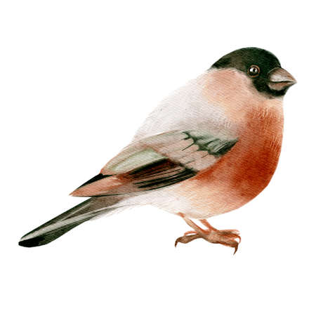 Watercolor winter forest wild animal bird. Bullfinch. Painted isolated hand drawn illustration.の写真素材