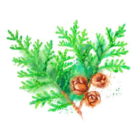 Watercolor fir juniper branch cone illustration. Vector painted isolated Christmas element on white backgroundのイラスト素材