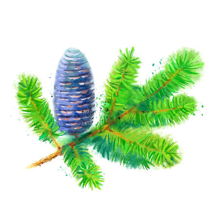 Watercolor fir branch cone illustration. Vector painted isolated Christmas element on white backgroundのイラスト素材