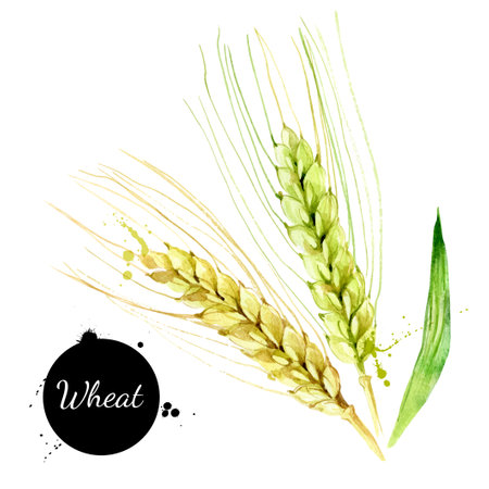 Watercolor wheat illustration. Vector painted isolated superfood on white backgroundのイラスト素材
