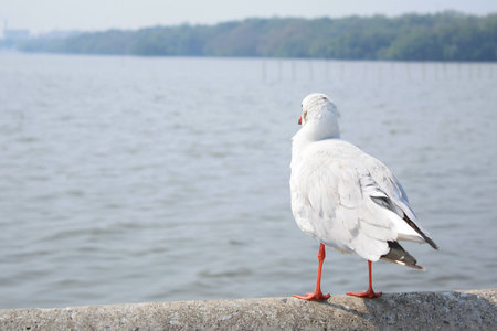 White birdの写真素材
