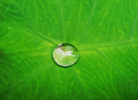 Green background with dewの写真素材