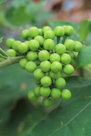 Thai Green Eggplant on treeの写真素材