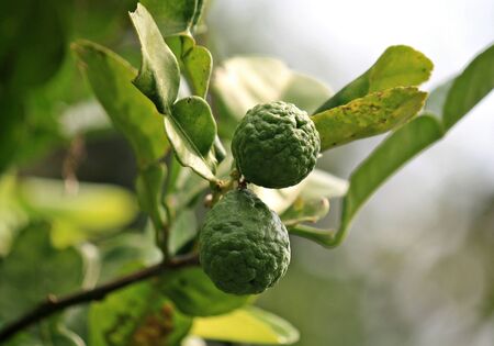 Bergamot on Treeの写真素材