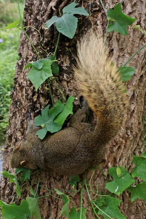 Brown squirrel perched on a tree are green  の写真素材