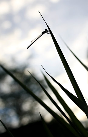 Silhouette close up of a dragonfly at sunrise in the Thailland