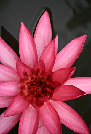 pink lotus blooming in the tropical gardenの写真素材