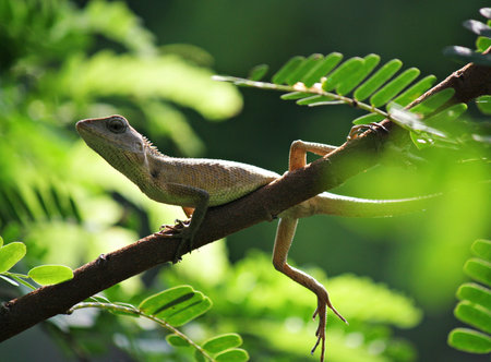 Garden Lizard
