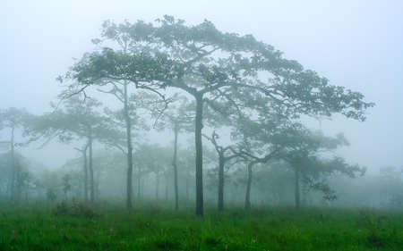 green forest with fogの写真素材