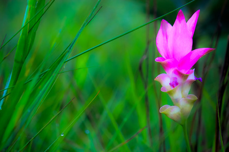 Pink field of Siam tulip at Chaiyaphum Province, Thailand の写真素材