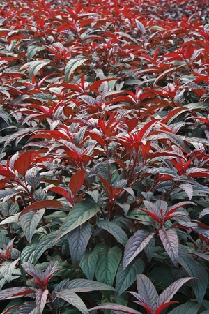 Tree has a red leafの写真素材