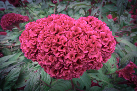 Celosia argentea  effect style vintege