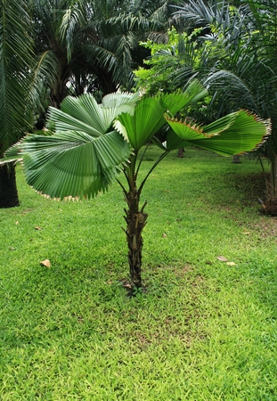  palm treesの写真素材
