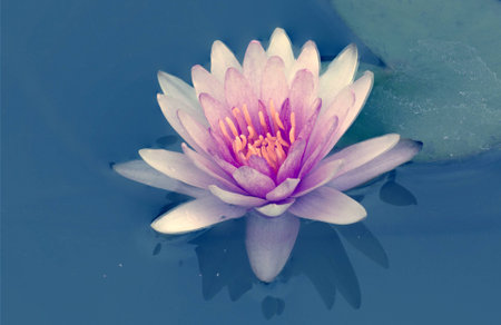 Lotus  flower with retro filter effectの写真素材