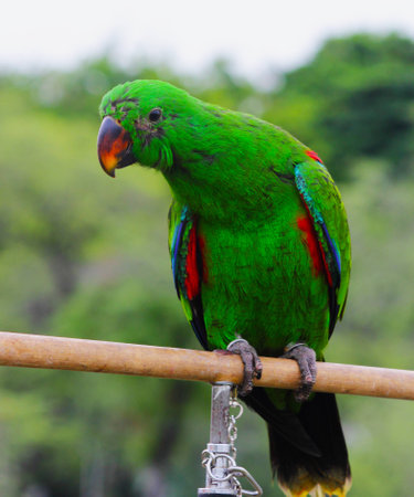 Beautiful and colorful isolated parrot の写真素材