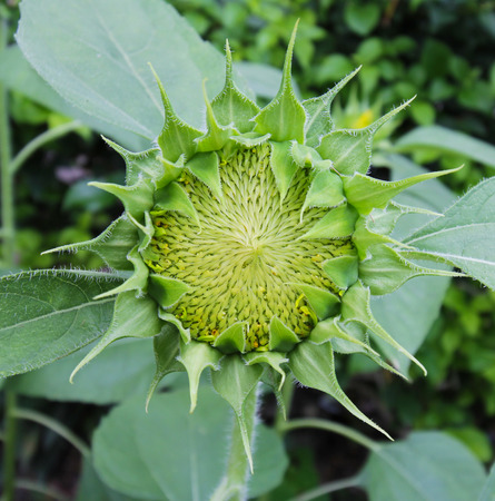 Young sunflowerの写真素材