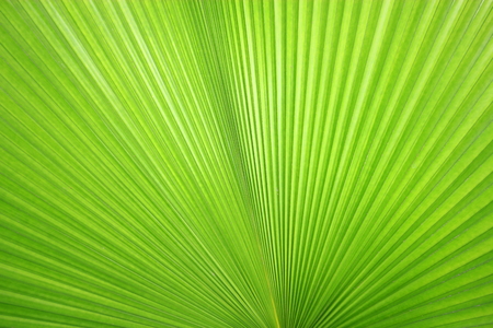 Texture of Green palm Leafの写真素材