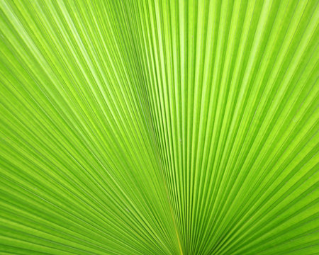 Texture of Green palm Leaf