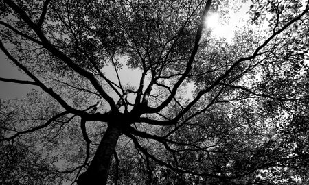 tree and branches silhouette