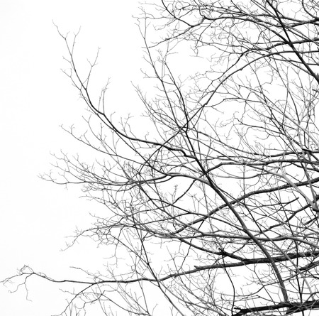 Dead tree isolated on white backgroundの写真素材