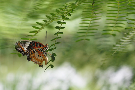 butterfly an island on a leafの写真素材