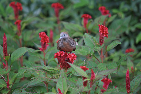 turtledove stands on red flowerの写真素材