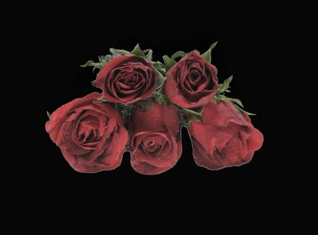 Beautiful red rose isolated on black backgroundの写真素材