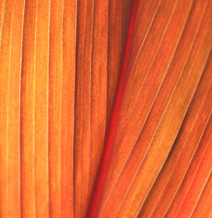 Color texture of tree leafの写真素材