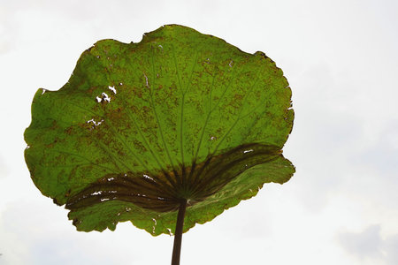 stripes from a leafの写真素材