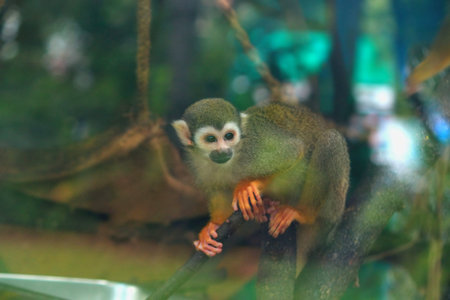 Squirrel Monkey (Saimiri sciureus)