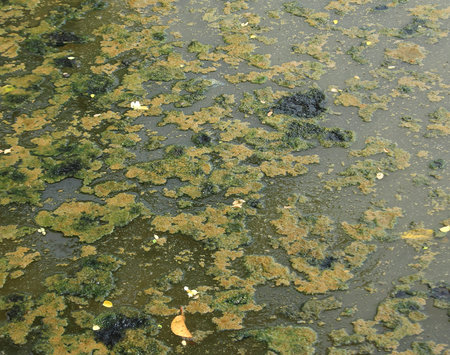 swamp texture