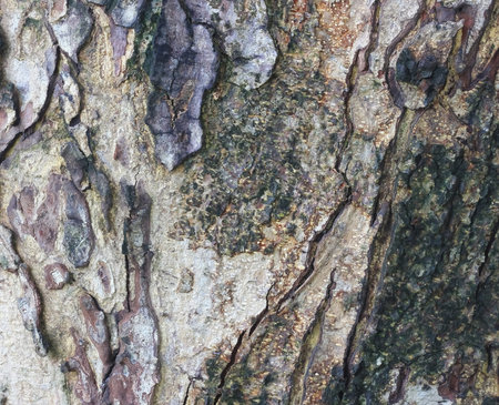 Old Wood Tree Texture Background Patternの写真素材