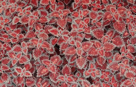 Coleus, Painted nettleの写真素材