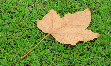 background leaves yellow drops of water on lawnの写真素材