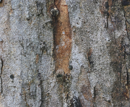 Old Wood Tree Texture Background Pattern
