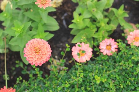 Zinnia flowerの写真素材