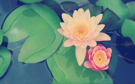 This beautiful waterlily or lotus flower with blurred vintage tone background, with vignetted cornersの写真素材
