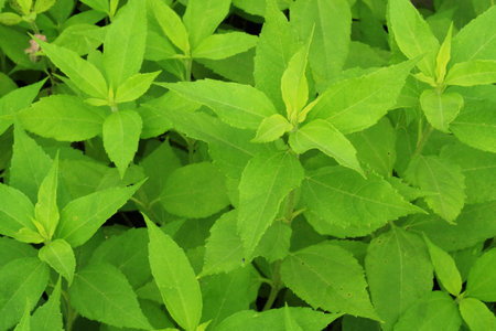 Jerusalem artichoke plant
