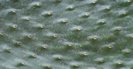 Prickly Pear Cactus Detail Close-up Horizontal Photographの写真素材