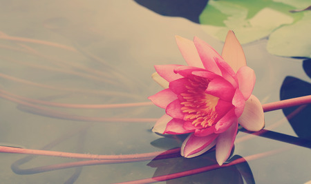This beautiful waterlily or lotus flower with blurred vintage tone background, with vignetted cornersの写真素材