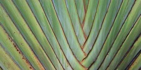 texture and pattern detail banana fanの写真素材