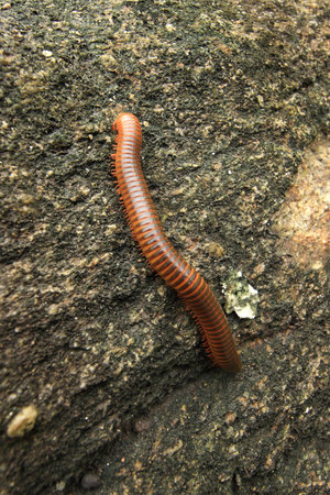 millipede walking on rocks in the park.