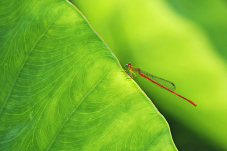 Dragonfly perched on a leaf after rain in the morning.