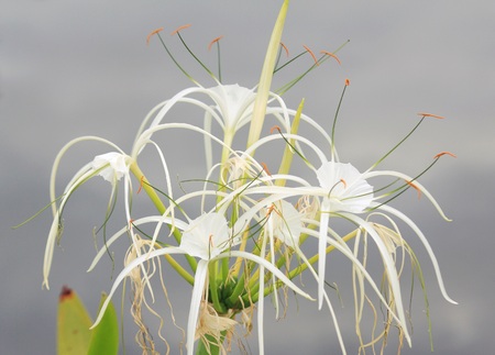 Amaryllidaceae, Spider Lily (Hymenocallis speciosa)の写真素材